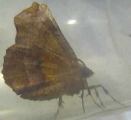 Réf. 284 824 : Selenia dentaria